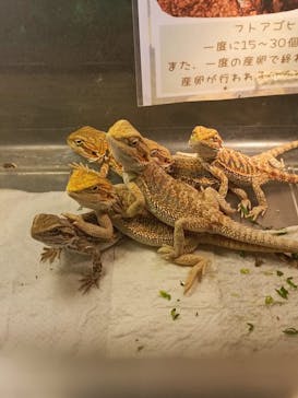 いきもの探検隊湘南に投稿された画像（2024/12/7）