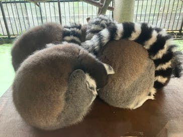 ネオパークオキナワに投稿された画像（2024/12/7）