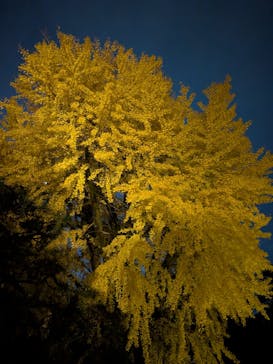 NAKED meets 二条城 2025 観月に投稿された画像（2024/12/7）