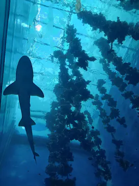 仙台うみの杜水族館に投稿された画像（2024/12/7）