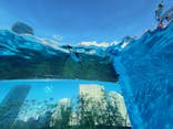 サンシャイン水族館に投稿された画像（2024/12/7）