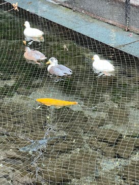 箱根湯本温泉 天成園に投稿された画像（2024/12/7）