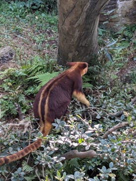よこはま動物園ズーラシアに投稿された画像（2024/12/7）