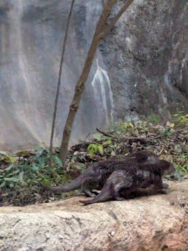 よこはま動物園ズーラシアに投稿された画像（2024/12/7）