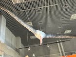 特別展「鳥 ～ゲノム解析が解き明かす新しい鳥類の系統～」国立科学博物館に投稿された画像（2024/12/8）