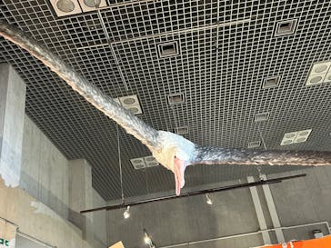 特別展「鳥 ～ゲノム解析が解き明かす新しい鳥類の系統～」国立科学博物館に投稿された画像（2024/12/8）