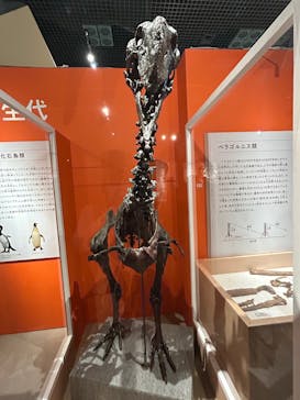 特別展「鳥 ～ゲノム解析が解き明かす新しい鳥類の系統～」国立科学博物館に投稿された画像（2024/12/8）