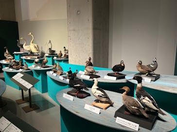 特別展「鳥 ～ゲノム解析が解き明かす新しい鳥類の系統～」国立科学博物館に投稿された画像（2024/12/8）