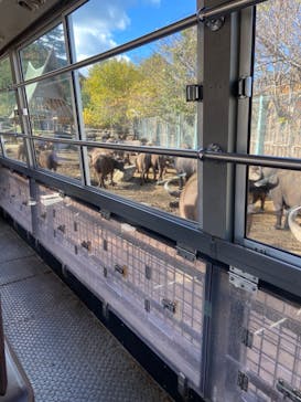 群馬サファリパークに投稿された画像（2024/12/8）