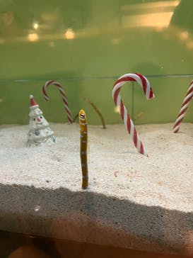 しながわ水族館に投稿された画像（2024/12/8）