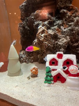 しながわ水族館に投稿された画像（2024/12/8）