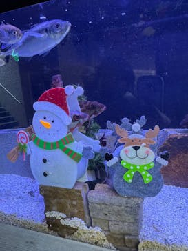 下田海中水族館に投稿された画像（2024/12/8）