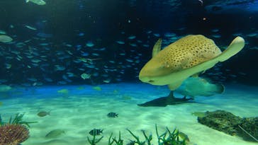 サンシャイン水族館に投稿された画像（2024/12/7）