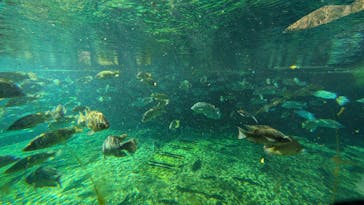 天王寺動物園に投稿された画像（2024/12/8）