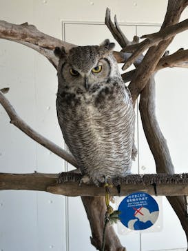 霞ケ浦 どうぶつとみんなのいえに投稿された画像（2024/12/8）