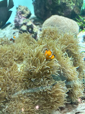 葛西臨海水族園に投稿された画像（2024/12/8）