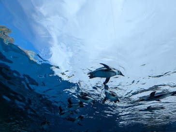 サンシャイン水族館に投稿された画像（2024/12/8）