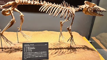 福井県立恐竜博物館に投稿された画像（2024/12/8）