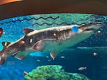 しながわ水族館に投稿された画像（2024/12/8）