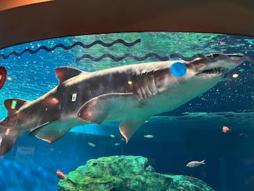 しながわ水族館に投稿された画像（2024/12/8）