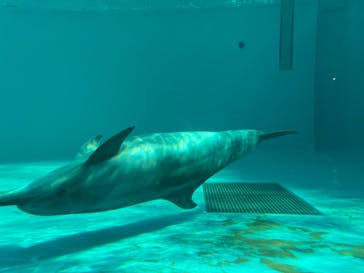 しながわ水族館に投稿された画像（2024/12/8）
