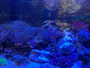 しながわ水族館に投稿された画像（2024/12/8）