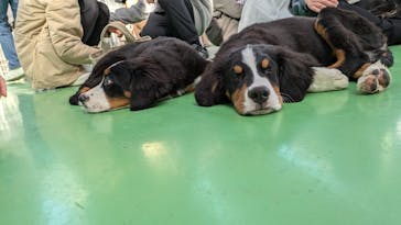 つくばわんわんランドに投稿された画像（2024/12/8）