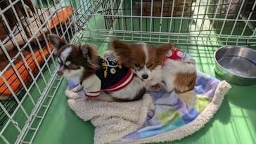 つくばわんわんランドに投稿された画像（2024/12/8）