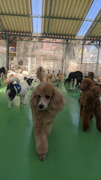 つくばわんわんランドに投稿された画像（2024/12/8）