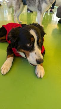 つくばわんわんランドに投稿された画像（2024/12/8）