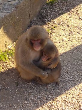 小豆島　銚子渓　自然動物園　お猿の国に投稿された画像（2024/12/8）