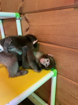 おさるランド＆アニタウン　日光さる軍団劇場に投稿された画像（2024/12/8）