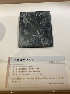 特別展「鳥 ～ゲノム解析が解き明かす新しい鳥類の系統～」国立科学博物館に投稿された画像（2024/12/8）