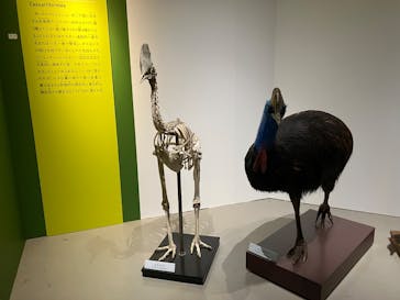 特別展「鳥 ～ゲノム解析が解き明かす新しい鳥類の系統～」国立科学博物館に投稿された画像（2024/12/8）