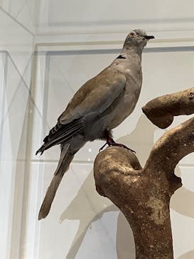 特別展「鳥 ～ゲノム解析が解き明かす新しい鳥類の系統～」国立科学博物館に投稿された画像（2024/12/8）
