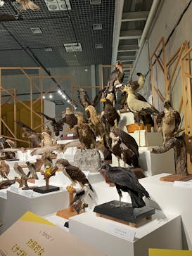 特別展「鳥 ～ゲノム解析が解き明かす新しい鳥類の系統～」国立科学博物館に投稿された画像（2024/12/8）