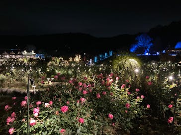 いばらきフラワーパークに投稿された画像（2024/12/8）