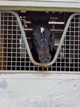 ノーザンホースパークに投稿された画像（2024/12/8）