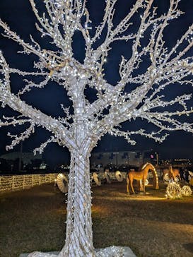 東京メガイルミに投稿された画像（2024/12/8）