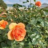 京成バラ園に投稿された画像（2024/12/8）