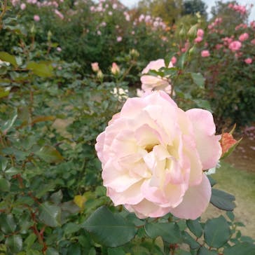 京成バラ園に投稿された画像（2024/12/8）