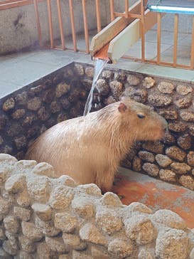 おさるの湯もみ処　おさ湯に投稿された画像（2024/12/8）