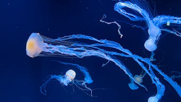 サンシャイン水族館に投稿された画像（2024/12/8）