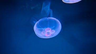 サンシャイン水族館に投稿された画像（2024/12/8）