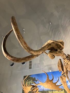 福井県立恐竜博物館に投稿された画像（2024/12/8）