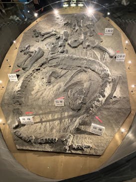 福井県立恐竜博物館に投稿された画像（2024/12/8）