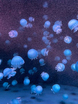 京都水族館に投稿された画像（2024/12/8）