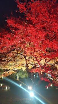 NAKED meets 二条城 2025 観月に投稿された画像（2024/12/8）