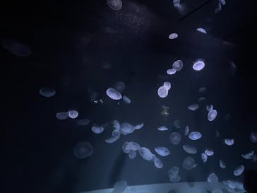 サンシャイン水族館に投稿された画像（2024/12/8）