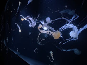 サンシャイン水族館に投稿された画像（2024/12/8）